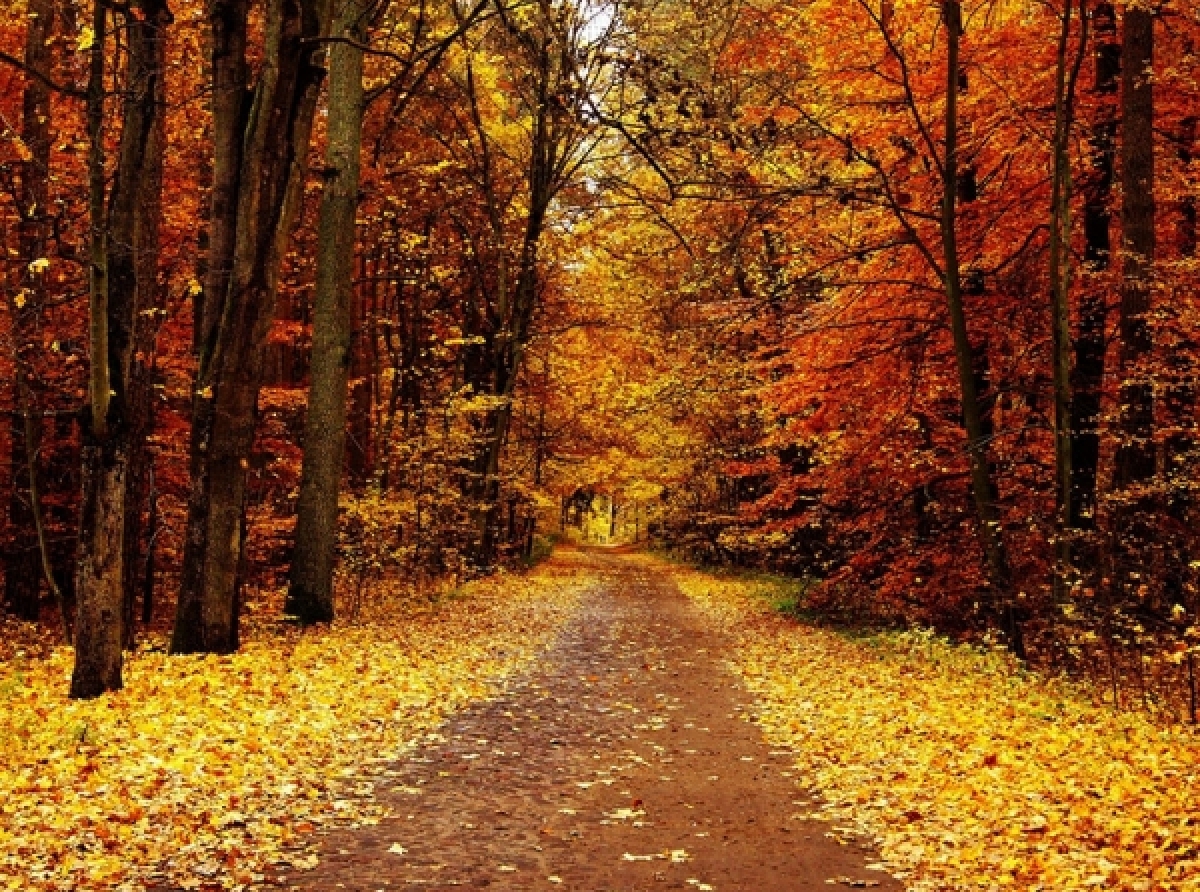 The most beautiful autumn forests